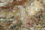 Colorful Petrified Wood Slab - Texas #236500-1
